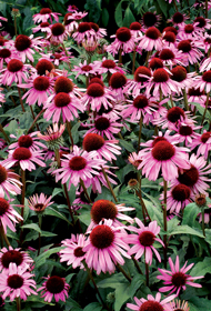 Echinacea 'Satin Nights'